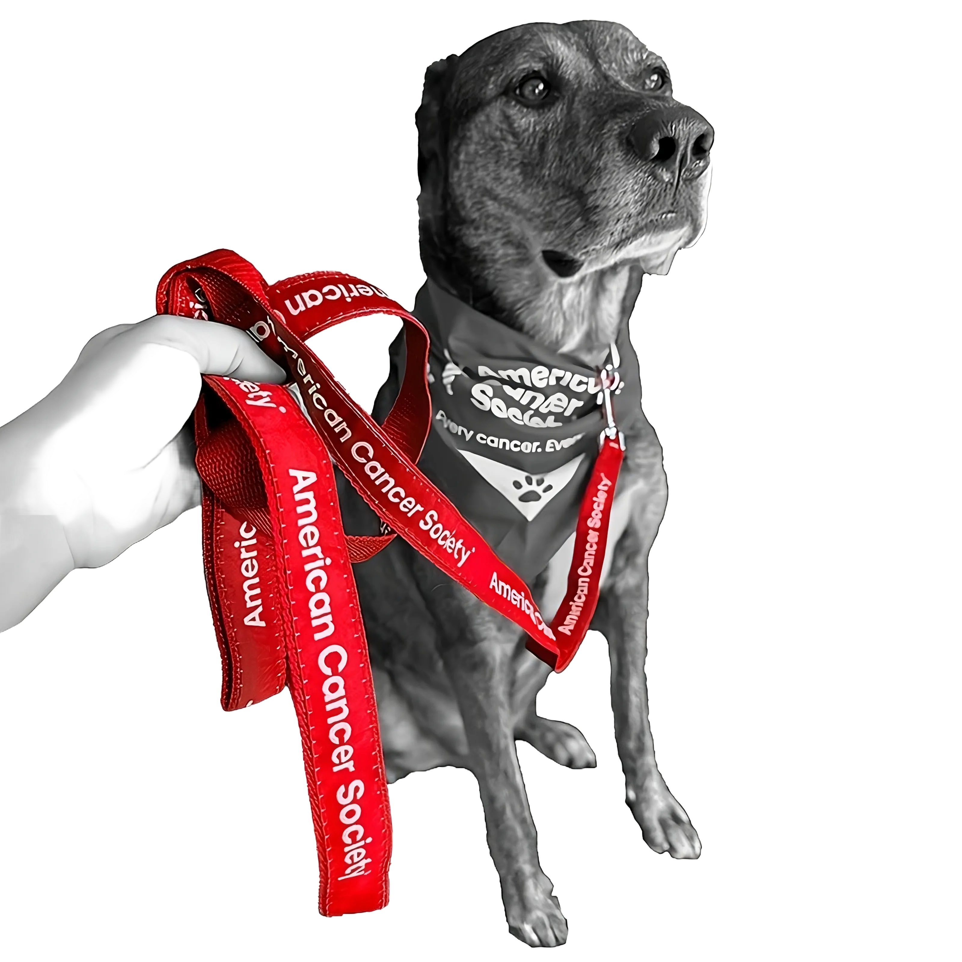 American Cancer Society Elite+ Dog Leash 1" x 6' - Red