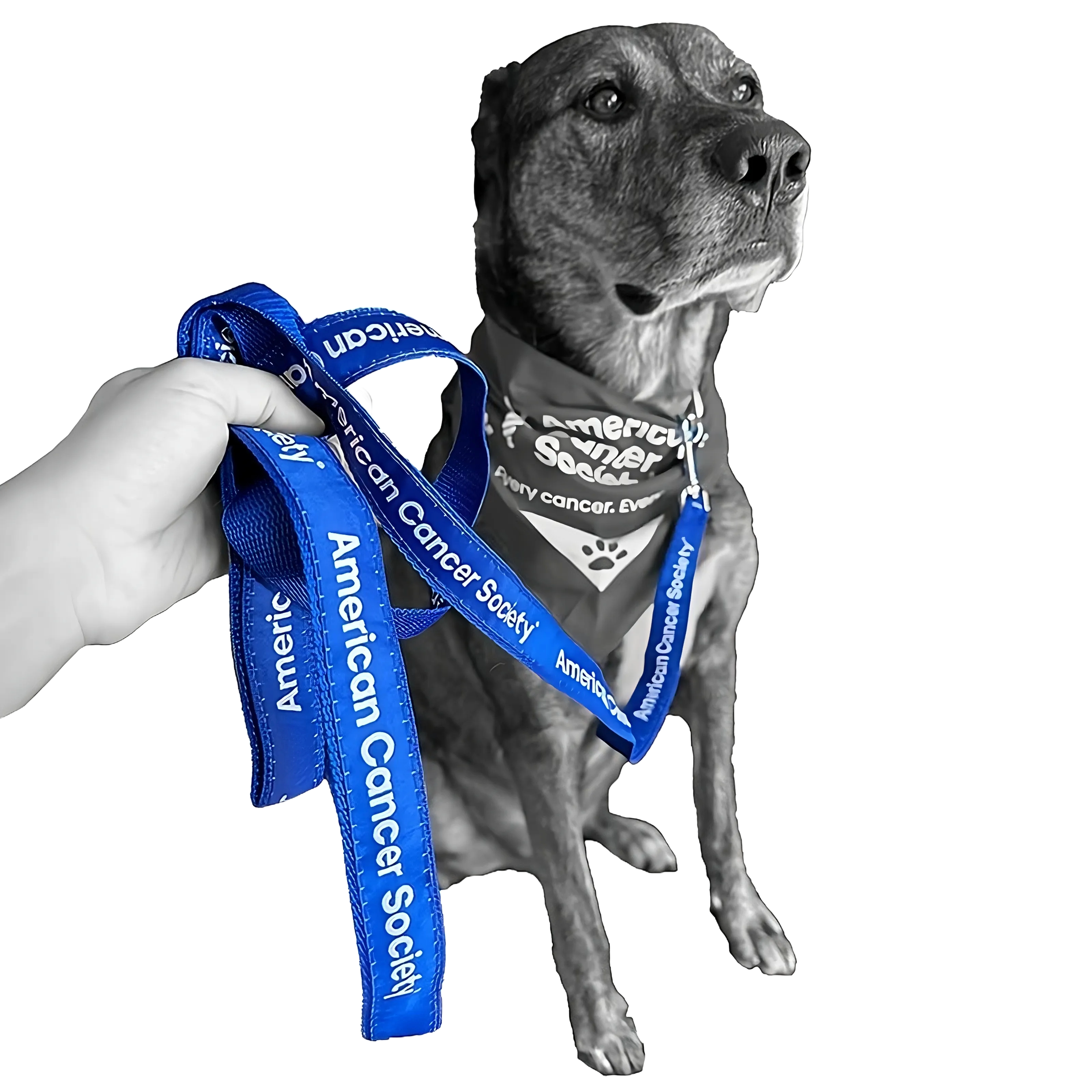 American Cancer Society Elite+ Dog Leash 1" x 6' - Blue