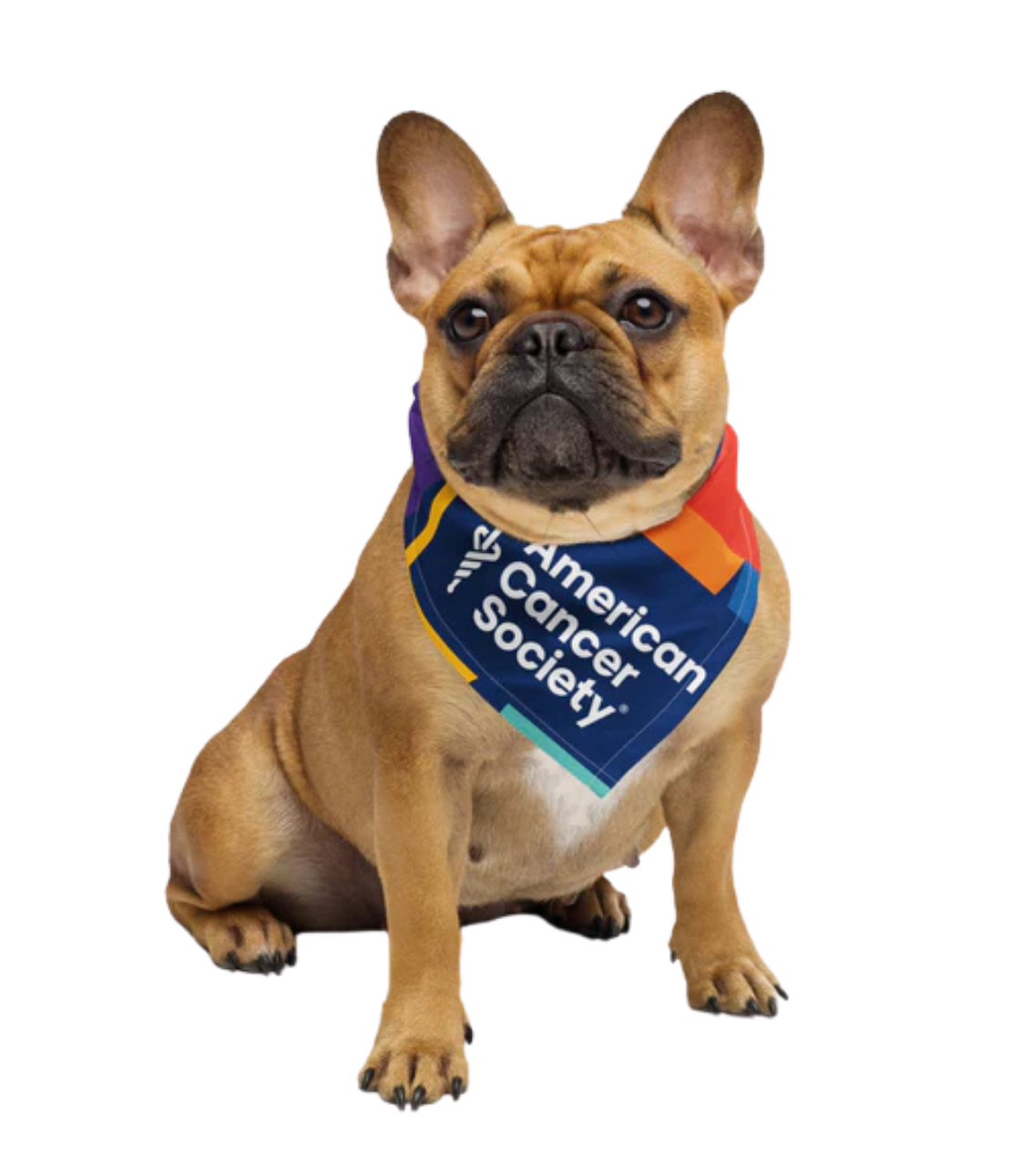 American Cancer Society Pattern Dogdana Pet Bandana - Made to Order