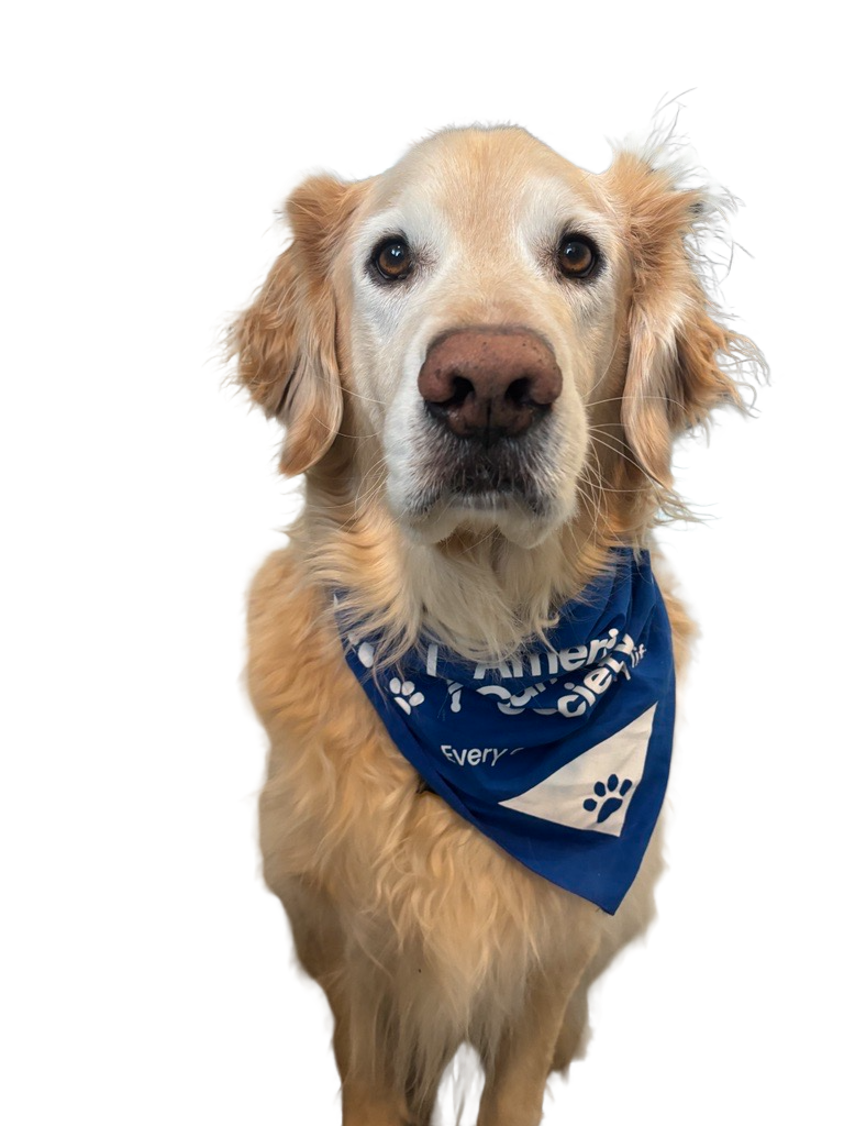 PAWS for Cancer Dogdana Pet Bandana