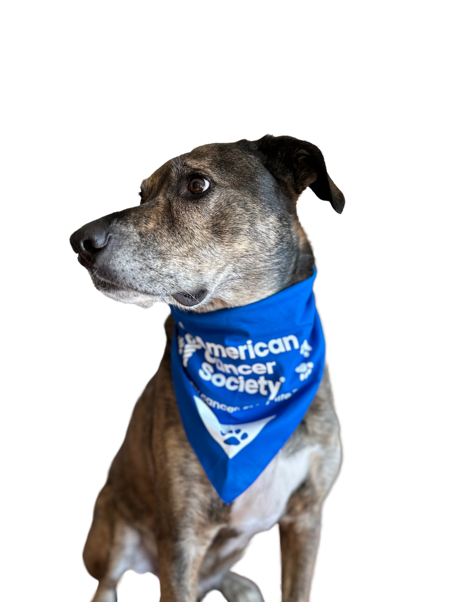 PAWS for Cancer Dogdana Pet Bandana