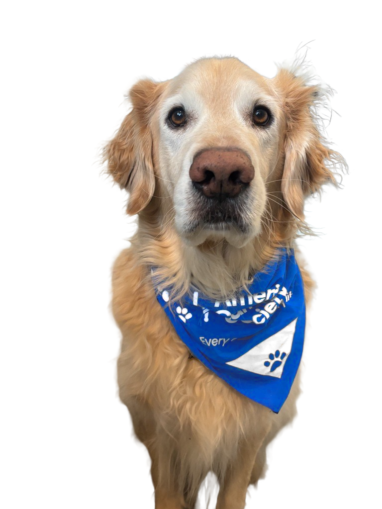 PAWS for Cancer Dogdana Pet Bandana - Made to Order